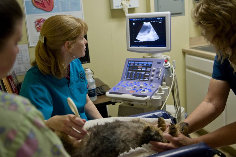 Veterinary-Medical-Center-Atascadero