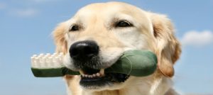 Dental Care and Cleaning