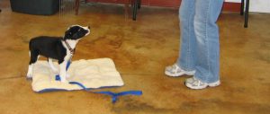 Puppy Class