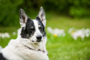 heartworm