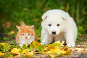 pet emergencies